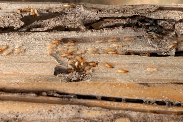 Best Best Pest Control Companies  in Moyock, NC